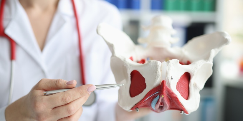 Doctor gynecologist showing layout of female pelvis with muscles closeup